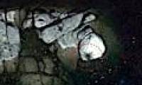 Google Earth discovered giant creatures off the coast of Mexico