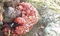 Goose bumps with 'bloody brain' sprouting from the stump