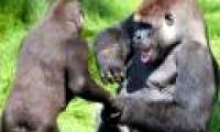 Gorilla hugged each other to rejoice
