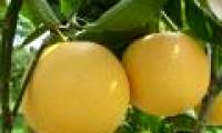 Grapefruit juice helps increase the effectiveness of cancer drugs