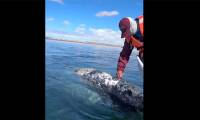 Gray whale approaches boat, asks man to remove lice from head
