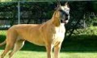 Great Dane dog, giant with pigeon heart