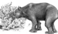 Great extinct Australian mammals