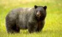 Great recovery mechanism in bears