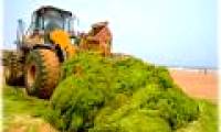 Green algae raging in China