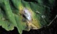 'Green' fungicides