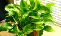 Green plants attract poison of computers