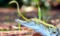 Green snakes both liver riding on the crocodile's head for excursions
