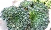 Green spinach with rose shape has high nutritional value