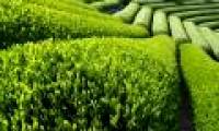Green tea: seeking hope from nature