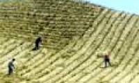 Green Walls will save China from sandstorms?