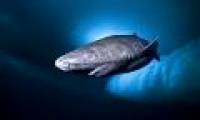 Greenland Sharks: The key to the longevity of humanity in the future?
