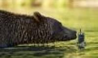 Grizzly bear dives to catch salmon in Alaska