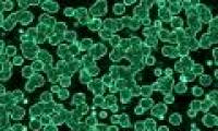 Grow bacteria that only 'eat' CO2
