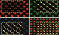 Growing artificial cells that change color like an octopus