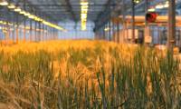 Growing barley to create meat in the lab
