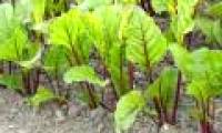 Growing clean vegetables in weightless conditions