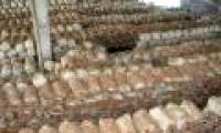 Growing lingzhi mushroom in Tien Yen for high efficiency