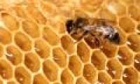 Growing too fast leads to premature death in honey bees