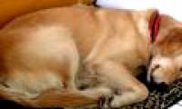 Guess the puppy's personality through the 6 most popular sleeping postures