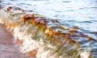 Gulf of Mexico 'diving'