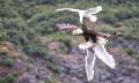 Gulls attack the white-headed eagle to save you