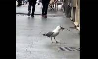 Gulls devour rats on the street in a single note