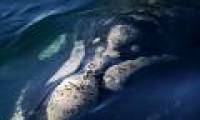 Gulls whale whale meat