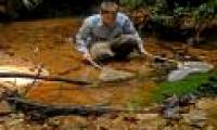 Guppies can destroy the natural ecological environment