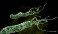 H. pylori ulcer bacteria can prevent diarrhea