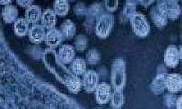 H7N9 influenza virus is more dangerous