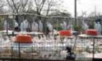 H7N9 virus can develop into a pandemic in humans