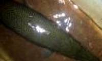Hai Duong: People caught crocodile-like fish