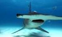 Hammerhead sharks - one of the weirdest sharks in the world