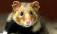 Hamster rats in France are turning into cold-blooded assassins because of an extremely popular plant