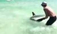 Hands do not pull hammerhead sharks to shore
