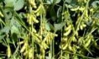 Hanoi develops a new high-yielding DT84 soybean