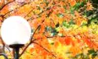 Hanoi shows off the brilliant yellow season of sesame and leaves