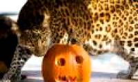 Happy animal playing Halloween