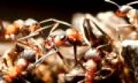 Hard to believe but true: Ants specialize in 'kidnapping children' to survive