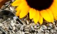Harm of sunflower seeds