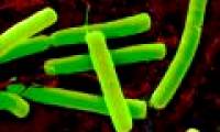 Harmless bacteria in soil kill cancer?