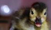 Hatching up the world's rarest duck