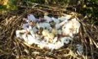 Hawks lined the nest with plastic bags