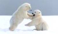 Hazardous waste can cause bisexual syndrome in polar bears
