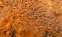 He bred successfully to produce a plant for fish oil