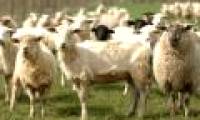 He created sheep shed himself