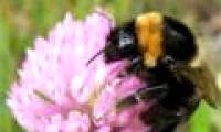 He successfully preserved short-haired bees