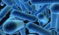 He uses bacteria to create electricity