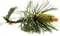 Healing effects of Korean red pine oil